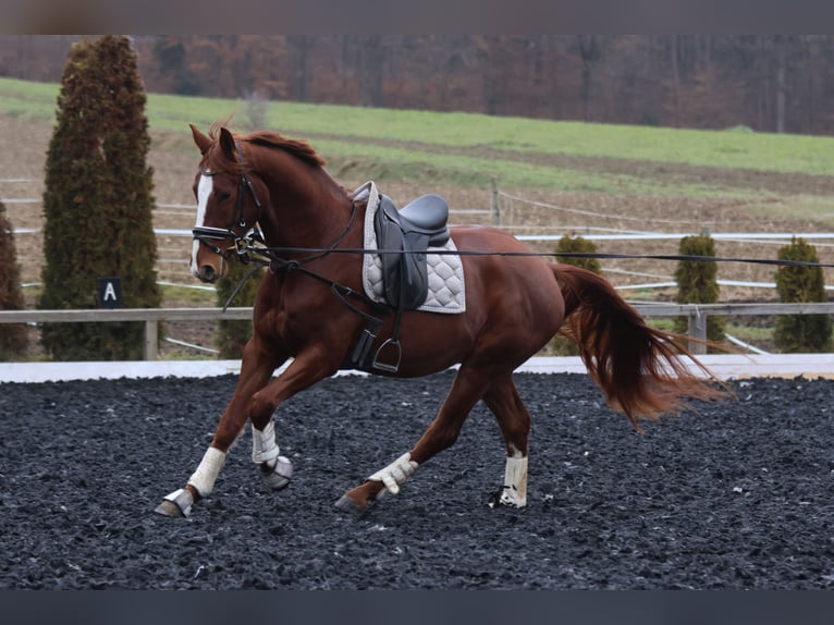 Selle autrichien Hongre 4 Ans 173 cm Alezan in St Marein bei Graz