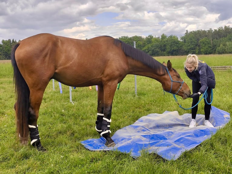 Selle autrichien Hongre 4 Ans 175 cm Bai in Stegersbach