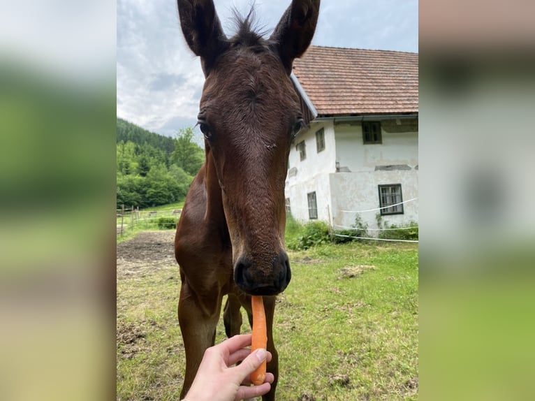 Selle autrichien Hongre 4 Ans 182 cm Bai brun in Sankt Margarethen bei Knittelfeld