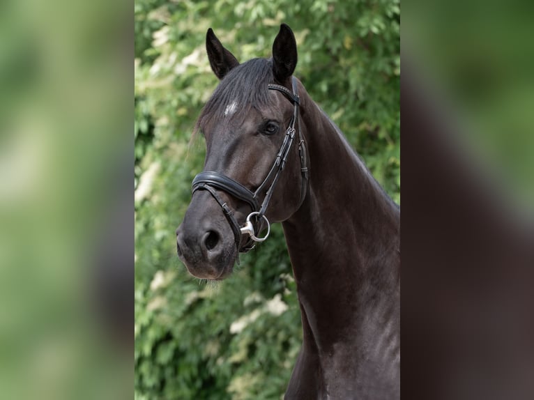 Selle autrichien Hongre 4 Ans 182 cm Noir in Vöcklabruck