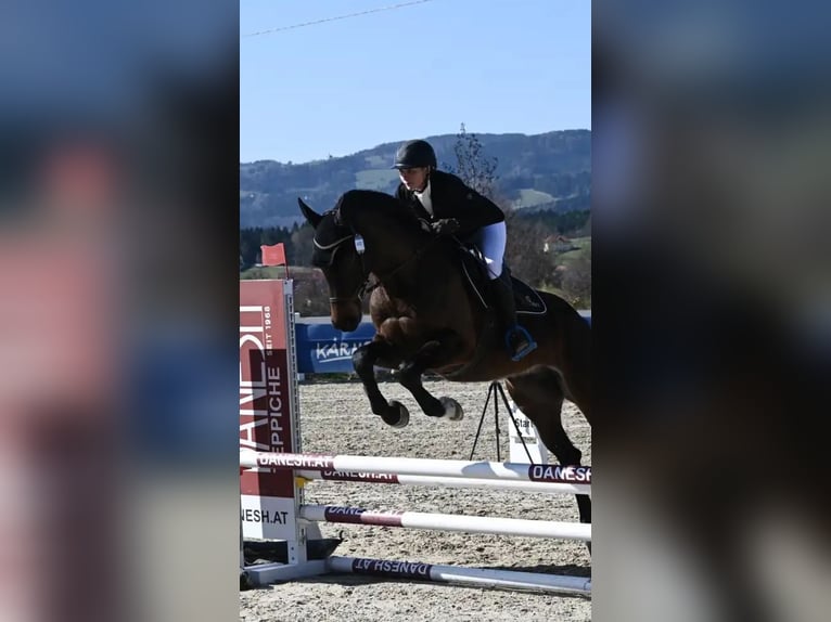Selle autrichien Hongre 5 Ans 164 cm Bai in Gleisdorf