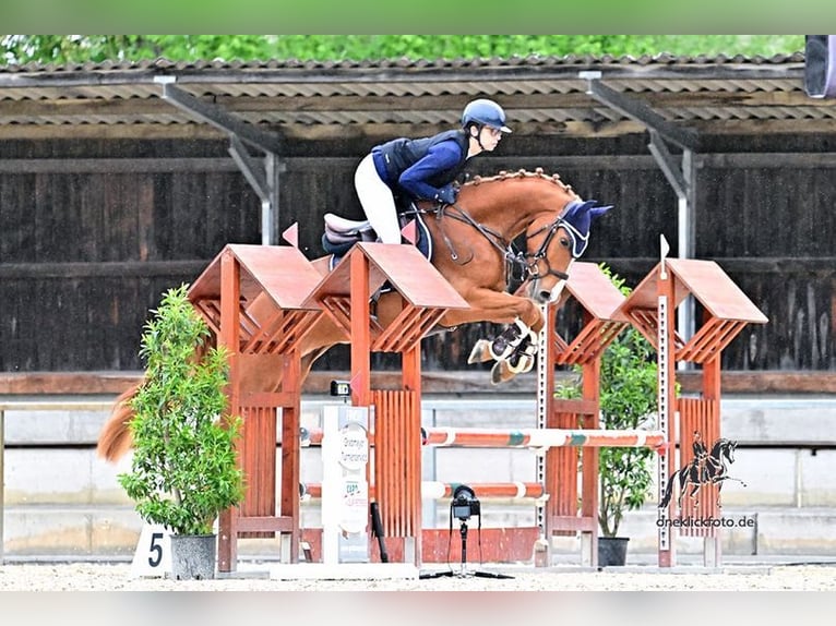 Selle autrichien Hongre 5 Ans 165 cm Alezan in Allershausen