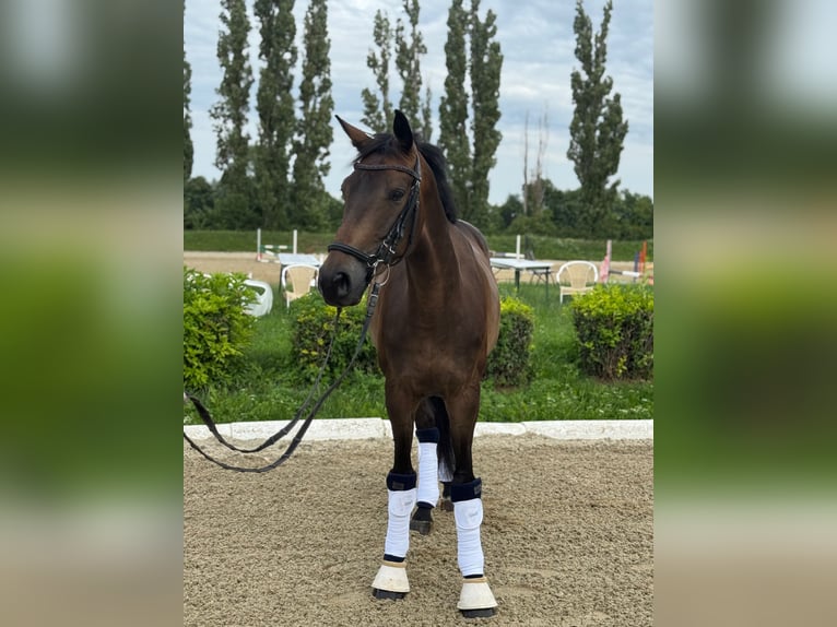 Selle autrichien Hongre 5 Ans 165 cm Bai brun in Schwechat