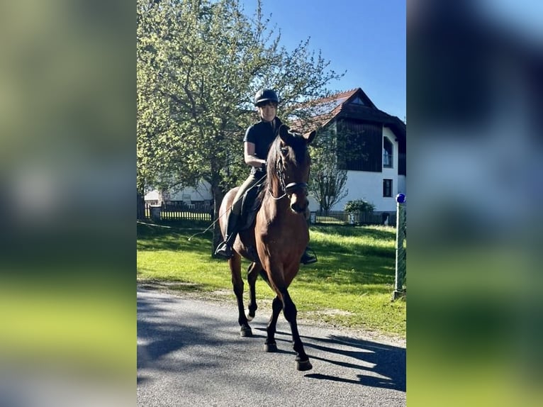 Selle autrichien Hongre 5 Ans 165 cm Bai in Tarsdorf