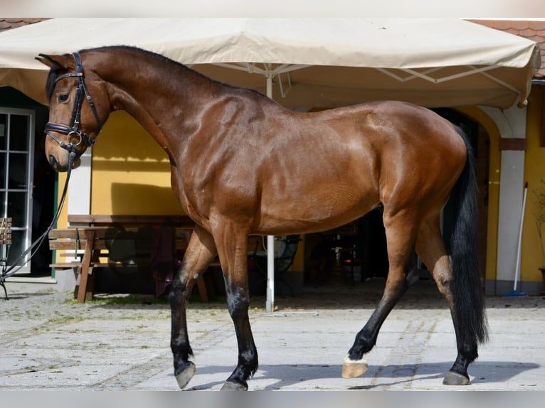 Selle autrichien Hongre 5 Ans 165 cm Bai in Tarsdorf