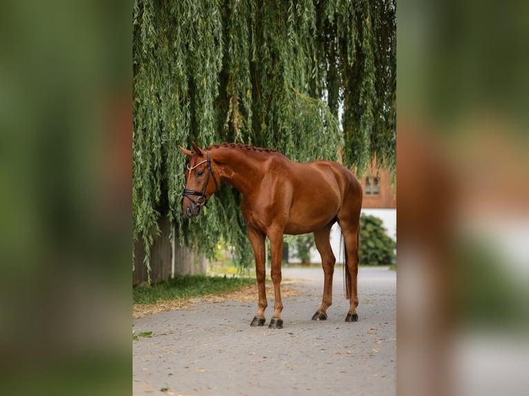 Selle autrichien Hongre 5 Ans 168 cm Alezan in Bodenkirchen