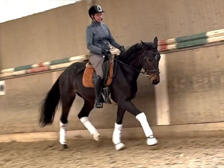 Selle autrichien Hongre 5 Ans 168 cm Bai brun in Wien, LeopoldstadtWien