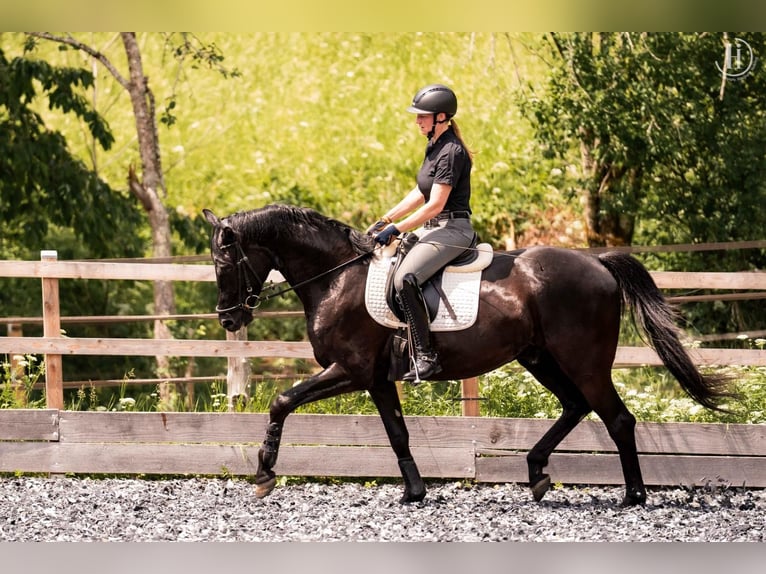 Selle autrichien Hongre 5 Ans 169 cm Noir in Molln