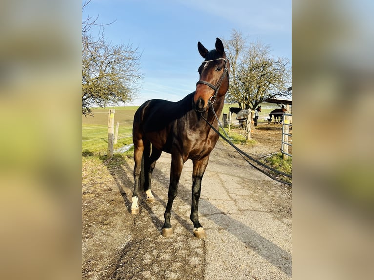 Selle autrichien Hongre 5 Ans 170 cm Bai brun in H&#xF6;hnhart
