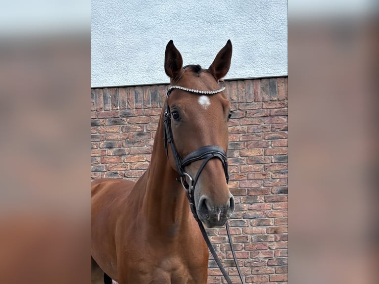 Selle autrichien Hongre 5 Ans 172 cm Bai in Niederkassel