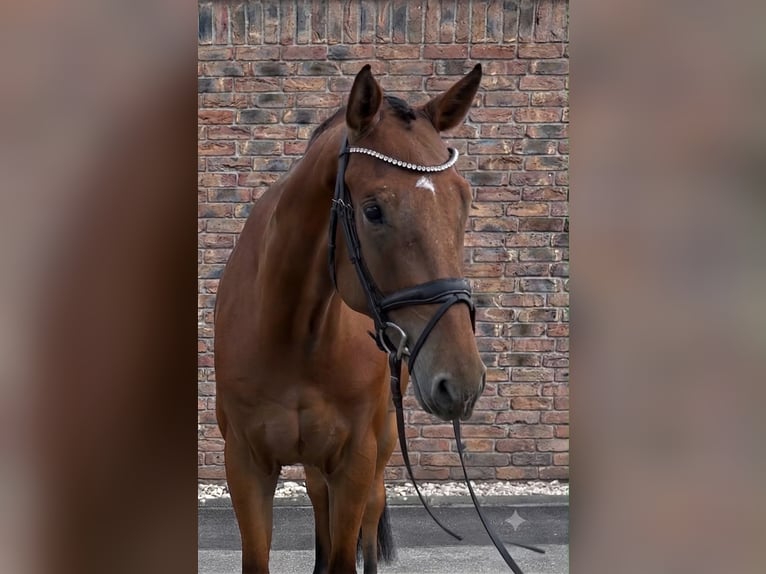Selle autrichien Hongre 5 Ans 172 cm Bai in Niederkassel