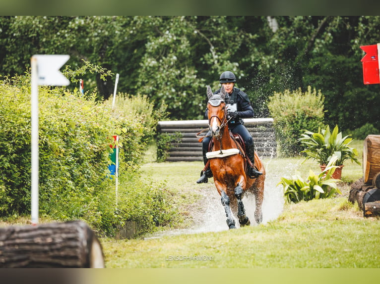 Selle autrichien Hongre 5 Ans 173 cm Bai in Sankt Peter am Ottersbach