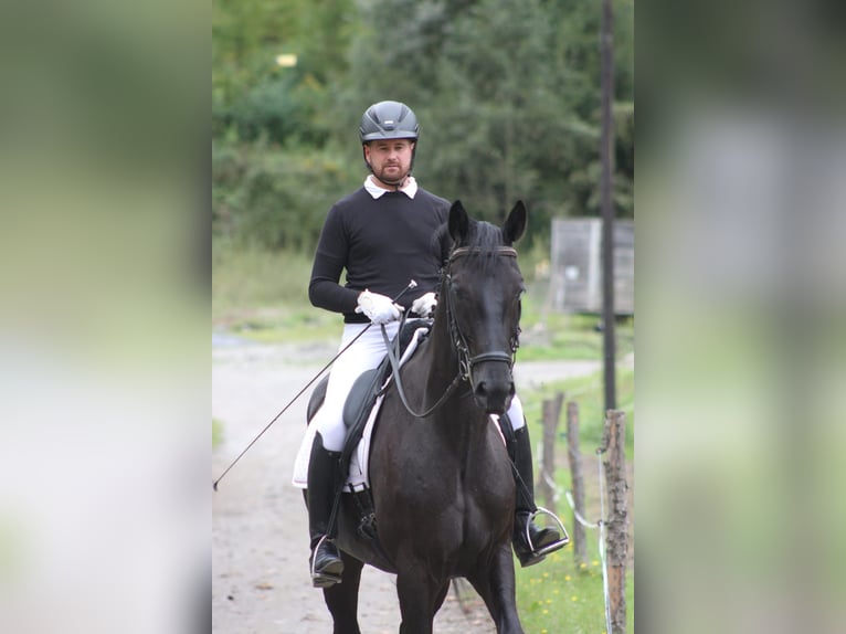 Selle autrichien Hongre 5 Ans 173 cm Noir in Bad Kleinkirchheim