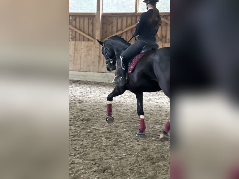 Selle autrichien Hongre 5 Ans 173 cm Noir in Bad Kleinkirchheim