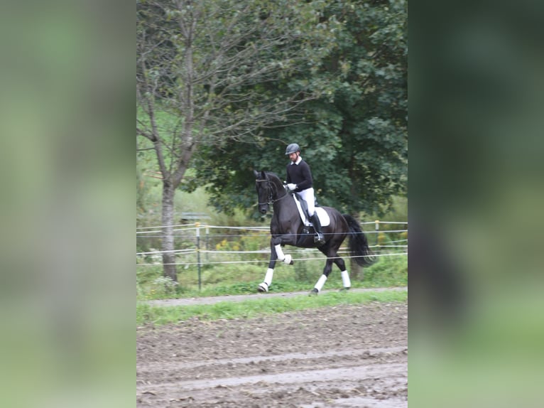 Selle autrichien Hongre 5 Ans 173 cm Noir in Bad Kleinkirchheim