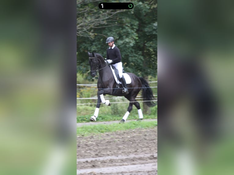 Selle autrichien Hongre 5 Ans 173 cm Noir in Bad Kleinkirchheim