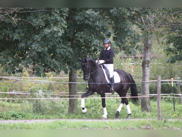 Selle autrichien Hongre 5 Ans 173 cm Noir in Bad Kleinkirchheim