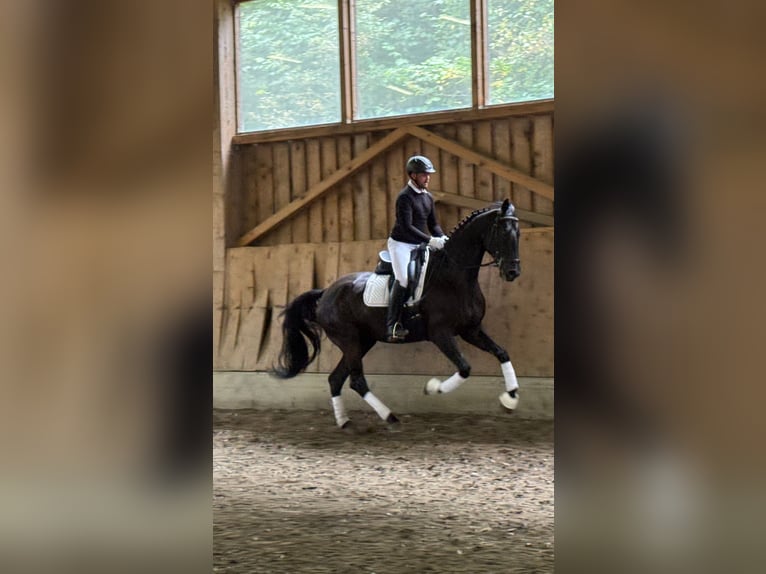 Selle autrichien Hongre 5 Ans 173 cm Noir in Bad Kleinkirchheim