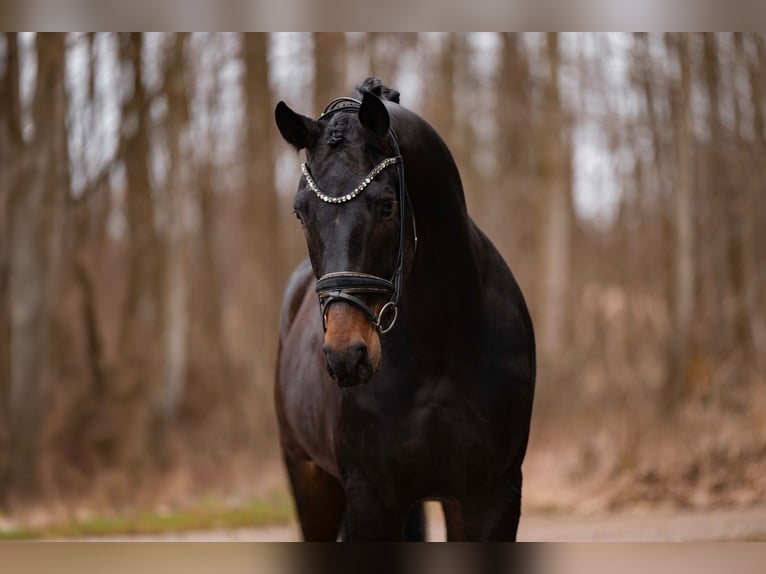 Selle autrichien Hongre 5 Ans 175 cm Bai brun foncé in Wehringen