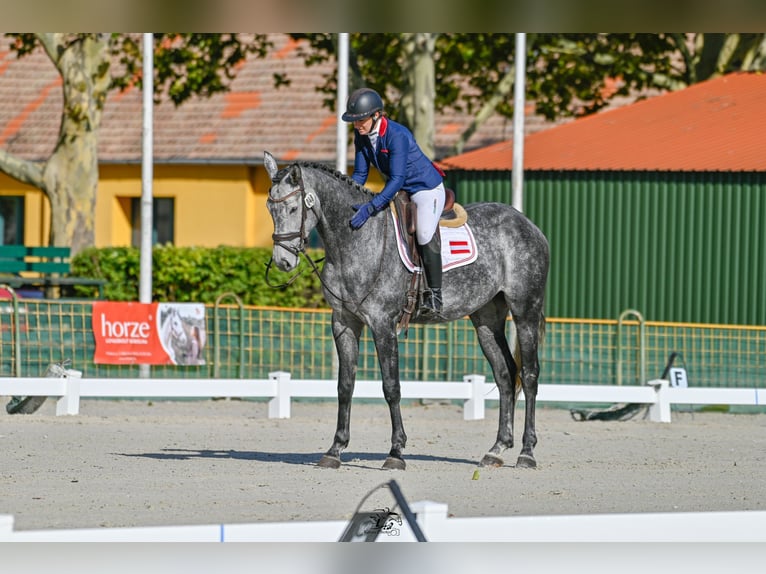 Selle autrichien Hongre 5 Ans 175 cm Gris in Möderbrugg