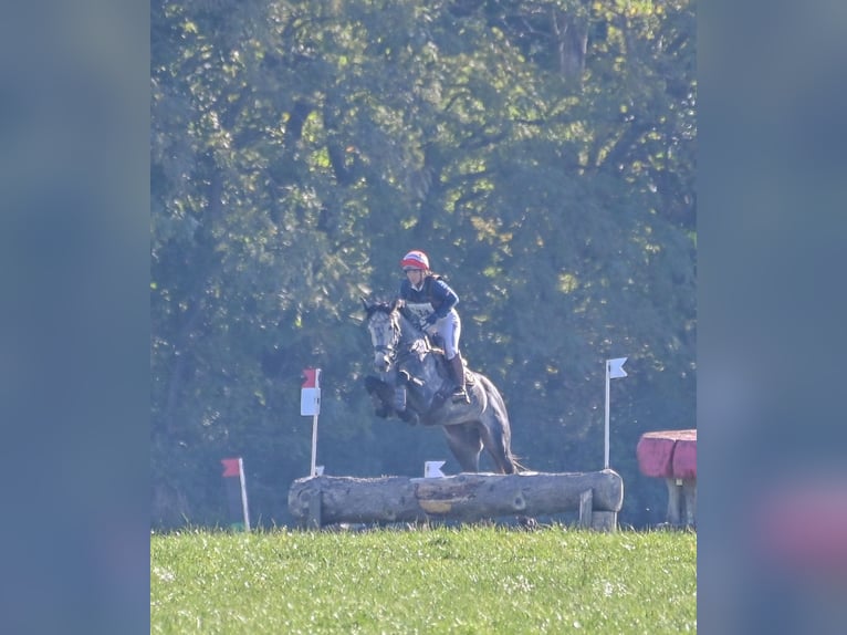 Selle autrichien Hongre 5 Ans 175 cm Gris in Möderbrugg