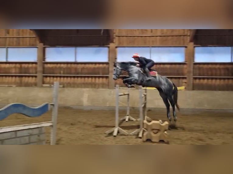 Selle autrichien Hongre 5 Ans 175 cm Gris in Möderbrugg