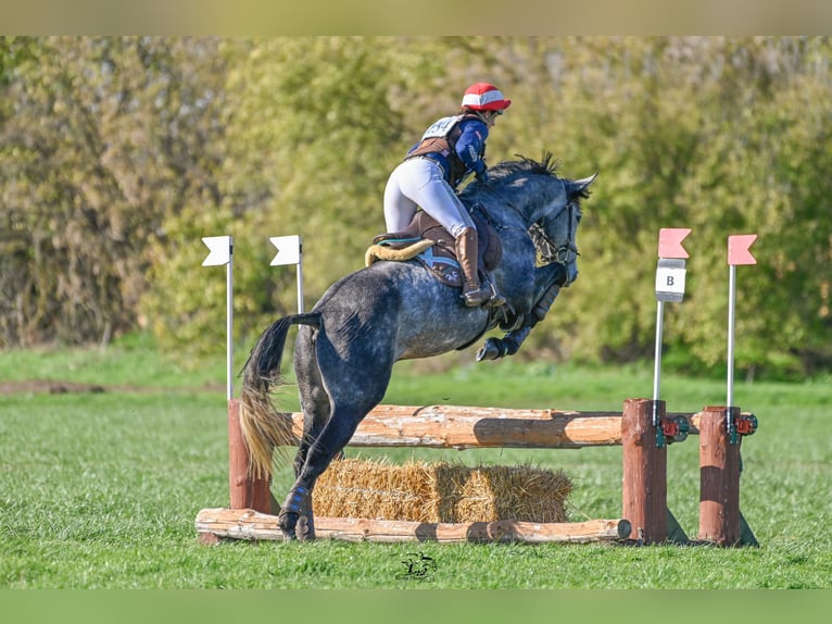 Selle autrichien Hongre 5 Ans 175 cm Gris in Möderbrugg