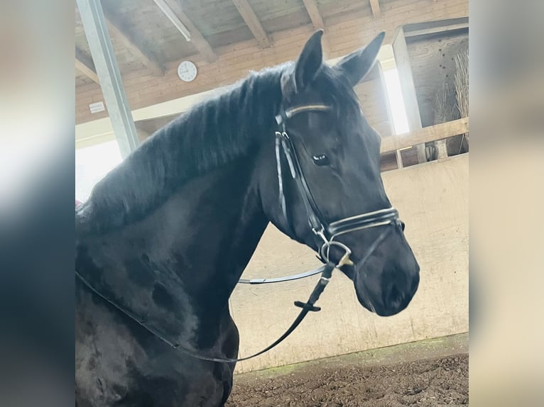 Selle autrichien Hongre 5 Ans 175 cm Noir in Haarbach