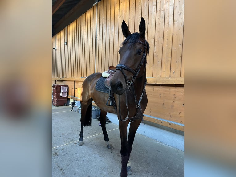 Selle autrichien Hongre 5 Ans 176 cm Bai in H&#xF6;chst