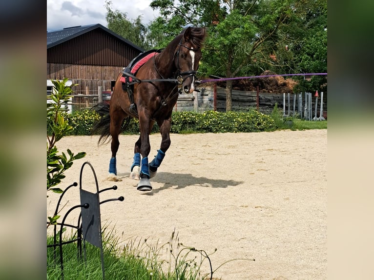 Selle autrichien Croisé Hongre 6 Ans 159 cm Alezan brûlé in Schwarzenau