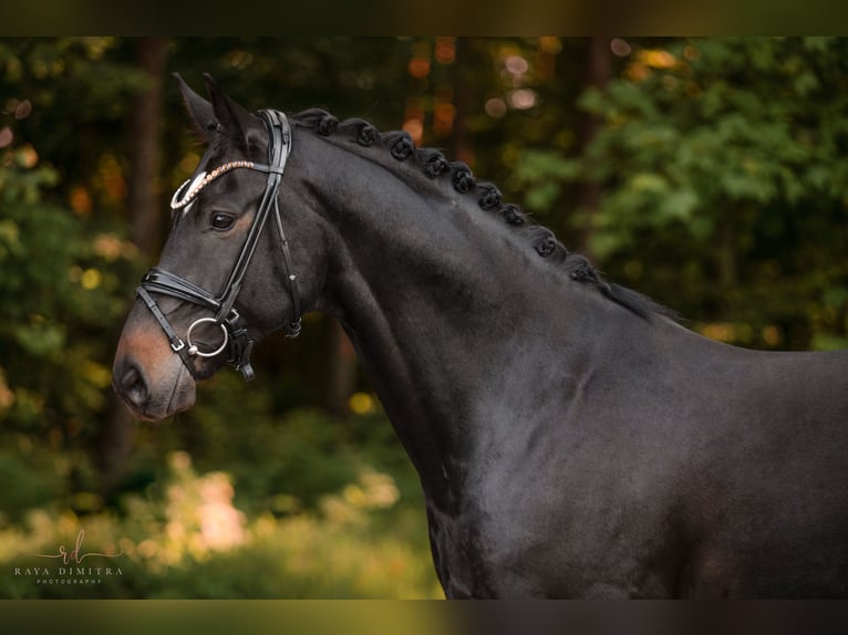 Selle autrichien Hongre 6 Ans 165 cm Bai brun foncé in Wehringen
