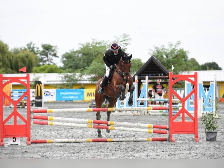 Selle autrichien Hongre 6 Ans 167 cm Bai in Rudersdorf