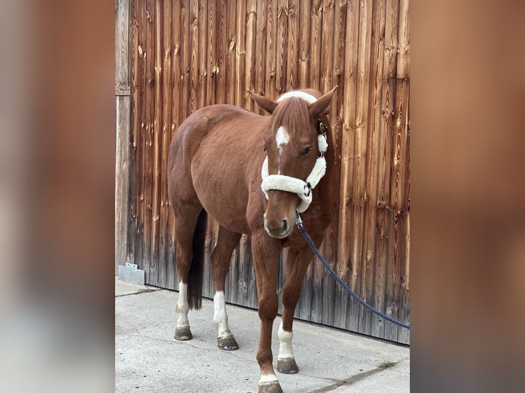 Selle autrichien Hongre 6 Ans 170 cm Alezan in Stattegg