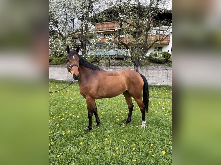 Selle autrichien Hongre 6 Ans 170 cm Bai in Maria Alm