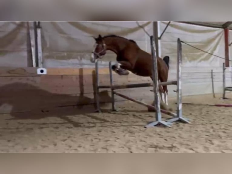 Selle autrichien Hongre 6 Ans 172 cm Bai in Graz