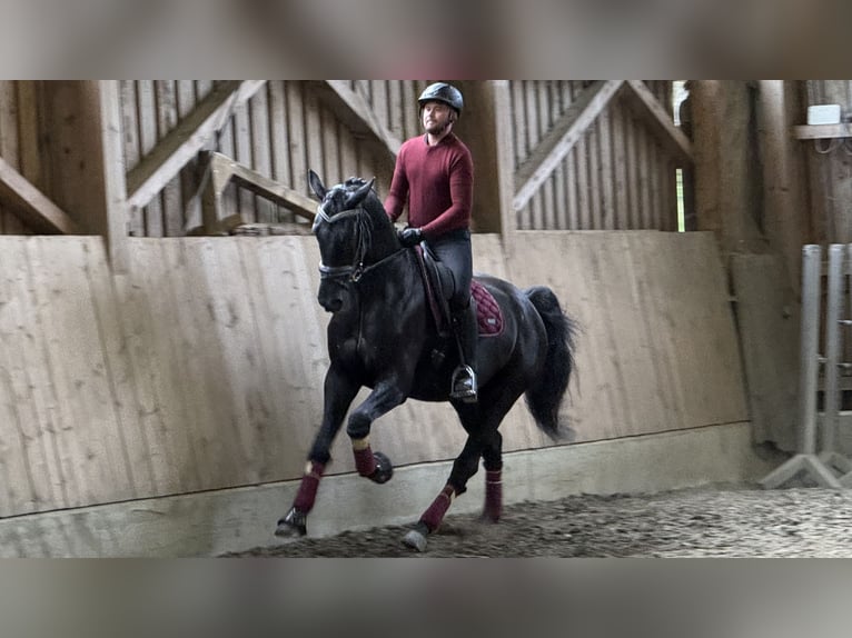 Selle autrichien Hongre 6 Ans 173 cm Noir in Bad Kleinkirchheim