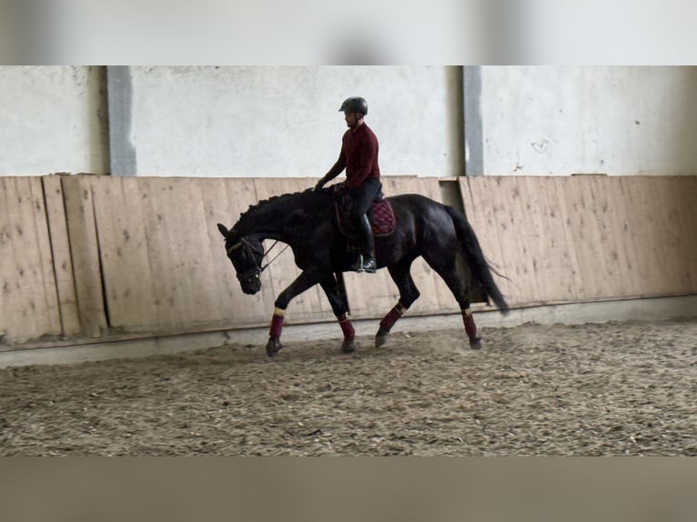 Selle autrichien Hongre 6 Ans 173 cm Noir in Bad Kleinkirchheim