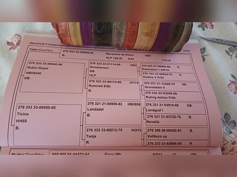 Selle autrichien Hongre 6 Ans 174 cm Noir in Kottingbrunn