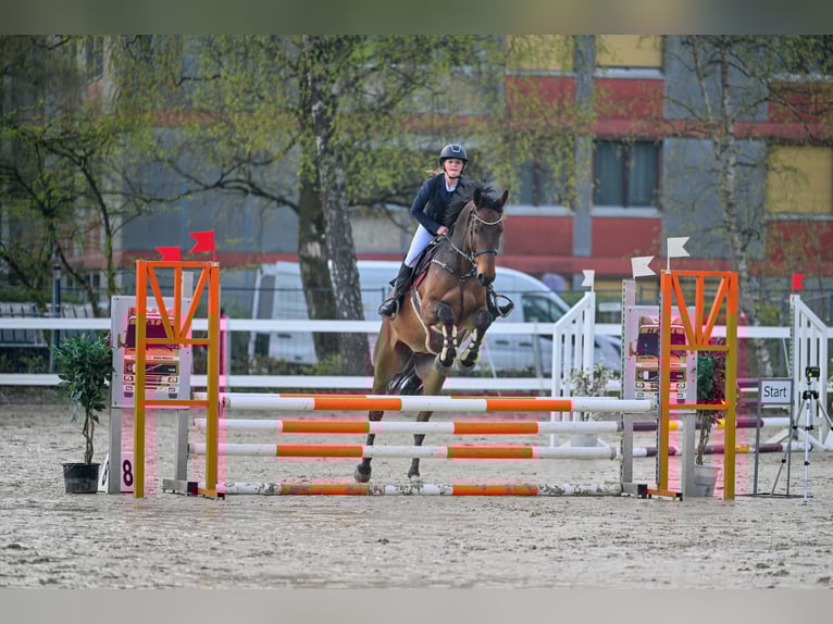 Selle autrichien Hongre 6 Ans 176 cm Bai in Schlins