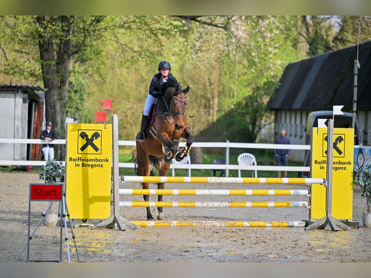 Selle autrichien Hongre 6 Ans 176 cm Bai in Schlins