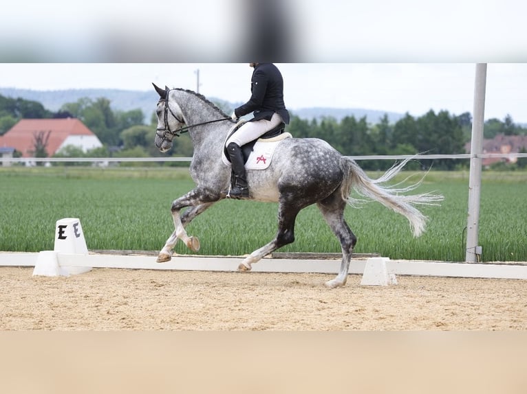 Selle autrichien Hongre 6 Ans 178 cm Gris noir in Haarbach