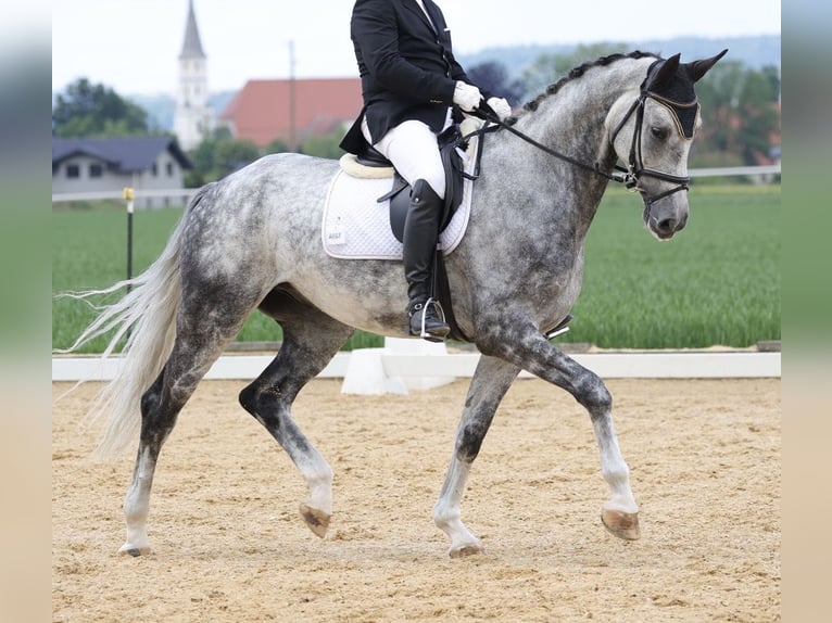 Selle autrichien Hongre 6 Ans 178 cm Gris noir in Haarbach