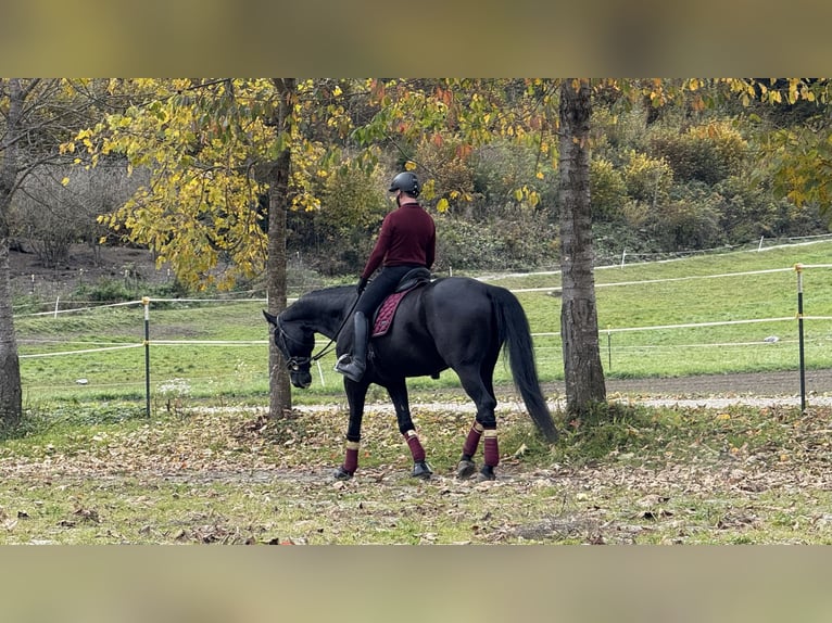 Selle autrichien Hongre 6 Ans Noir in Bad Kleinkirchheim