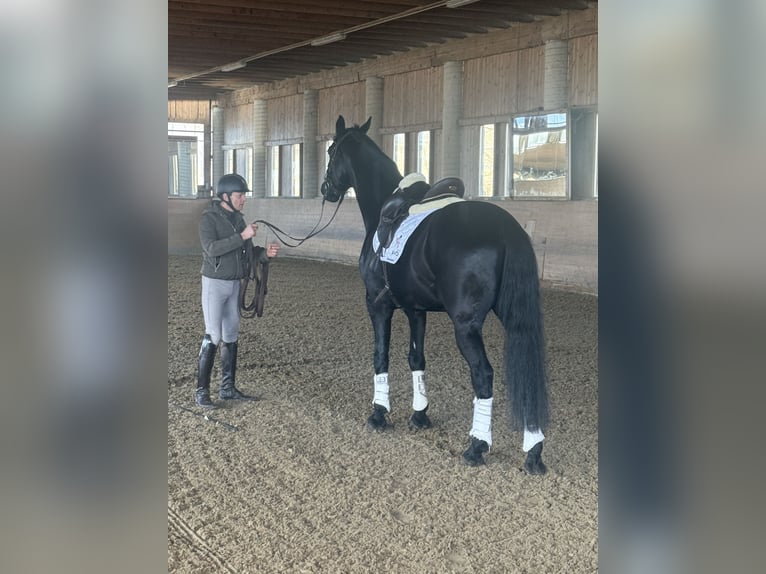 Selle autrichien Hongre 6 Ans Noir in Bad Kleinkirchheim