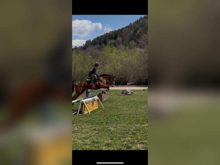 Selle autrichien Hongre 7 Ans 173 cm Alezan in K&#xF6;nigsberg