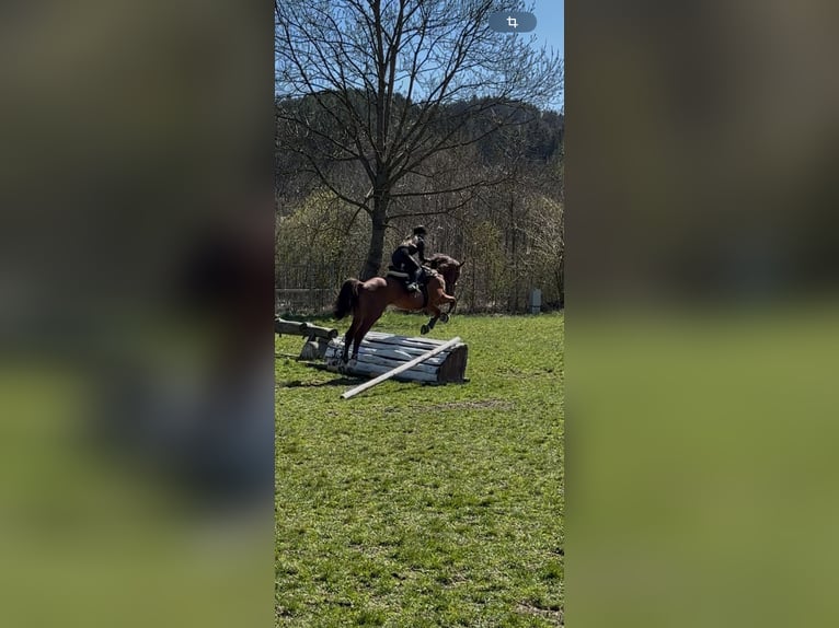 Selle autrichien Hongre 7 Ans 173 cm Alezan in K&#xF6;nigsberg