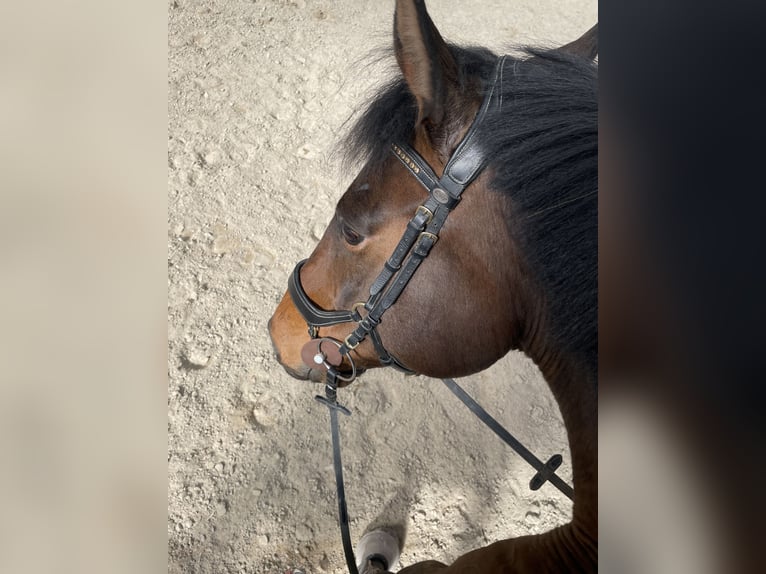 Selle autrichien Hongre 7 Ans 174 cm Bai in Altenmarkt