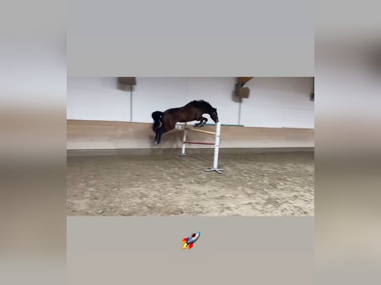 Selle autrichien Hongre 7 Ans 174 cm Bai in Altenmarkt