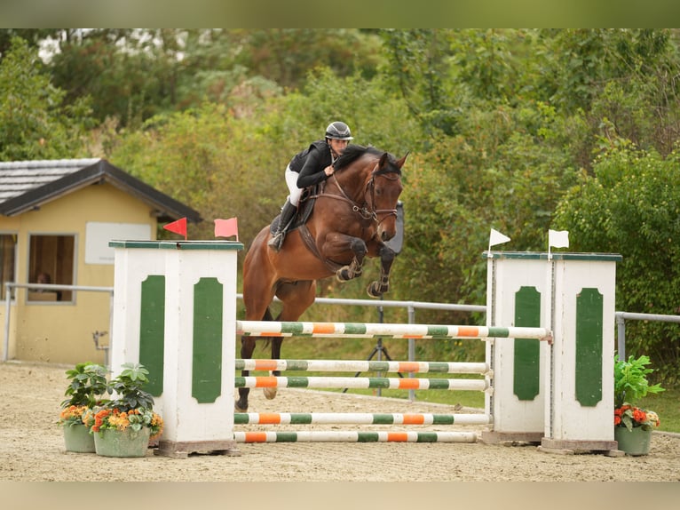 Selle autrichien Hongre 7 Ans 174 cm Bai in St. Ruprecht an der Raab