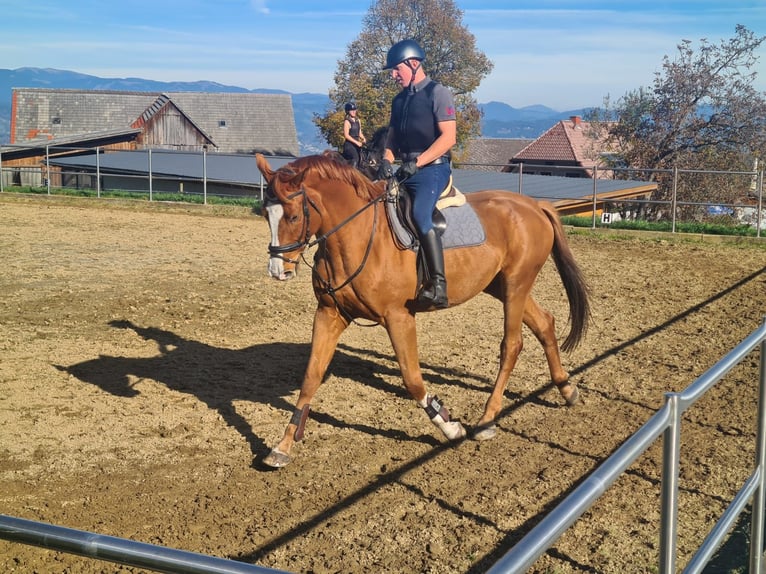 Selle autrichien Hongre 7 Ans 188 cm Alezan in Maria Lankowitz